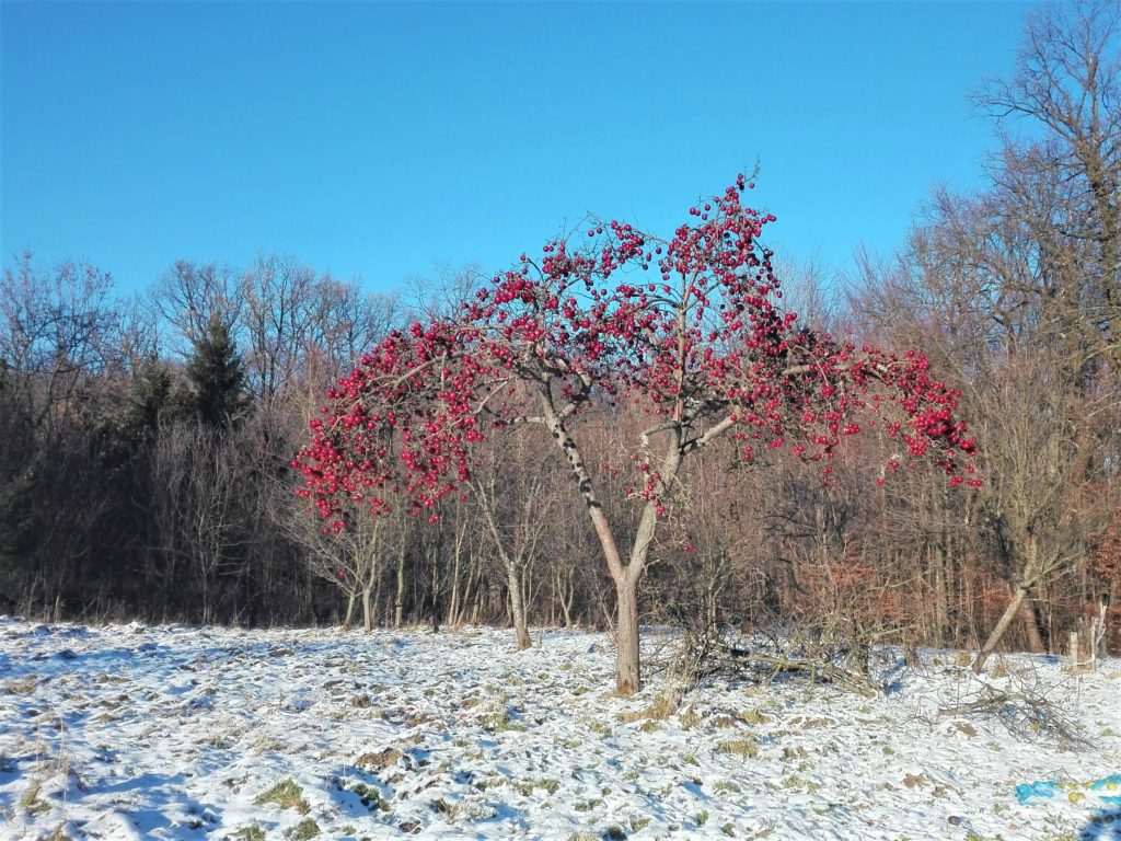 Jabłoń z czerwonymi jabłkami stojąca na sniegu